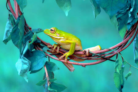 Frog on branches