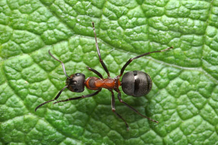 Ant on a green leaf