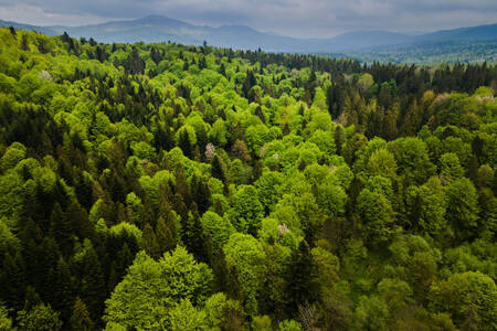 Trees in the Bieszczady Mountains