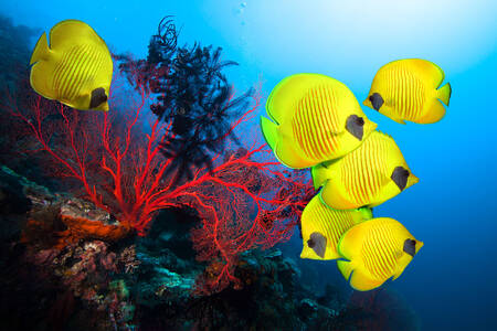 Риба пеперуда на коралов риф