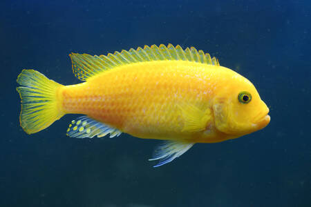 Żółta ryba