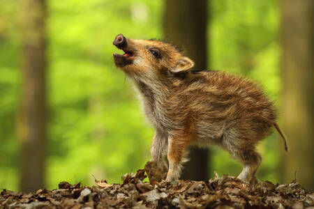 Wild boar piglet