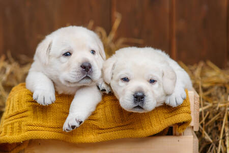 Deux chiots blancs