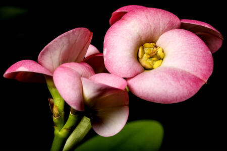 Flor "Espina de Cristo"