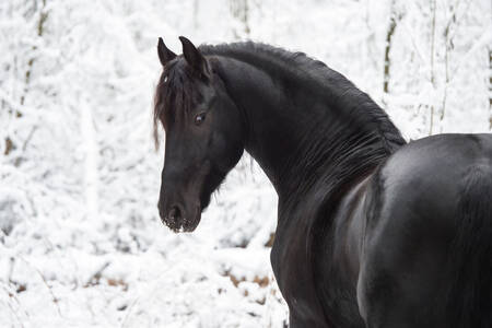 Cheval sur un fond enneigé