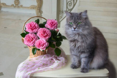 Chaton et un panier de roses