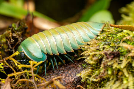 Mille-pattes de Madagascar