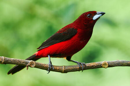 Tanager carmesim