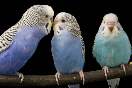 Three cute budgies