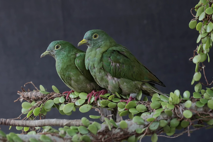Green Doves