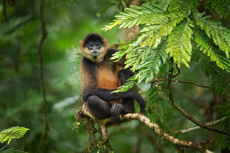Geoffroy's spider monkey