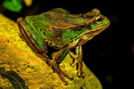 Andean frog