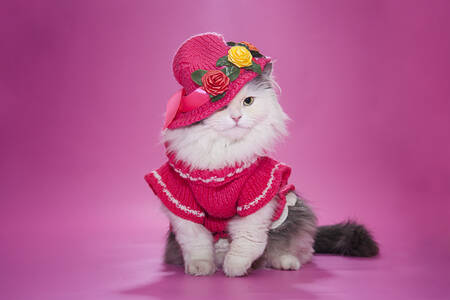 Kucing dengan gaun dan topi