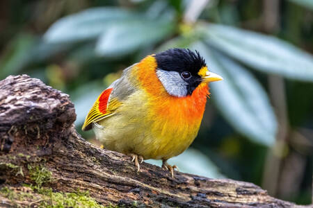Un uccello luminoso su un ramo