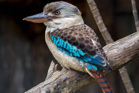 Синьокрила кукабара