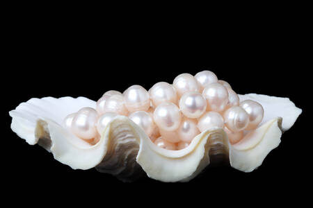 Naszyjnik z pereł w muszli