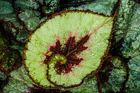 Листо на бегония