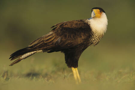Common caracara