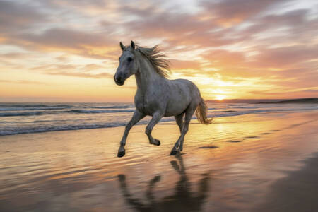 Een paard aan de zeekust