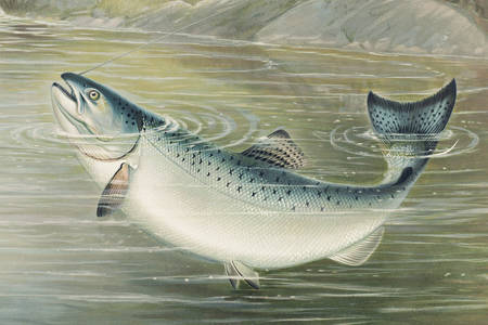 Kalifornský losos