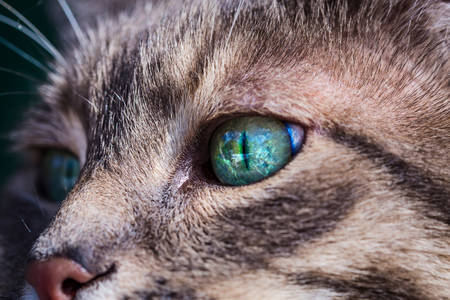 Gato cinza de olhos verdes