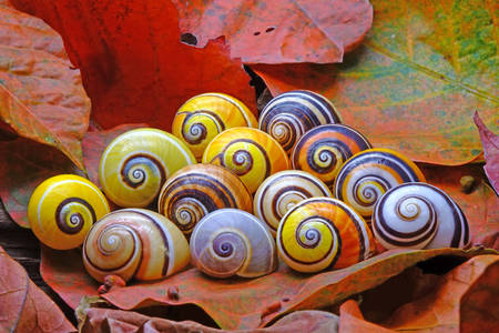 Colorful snails - Polymites