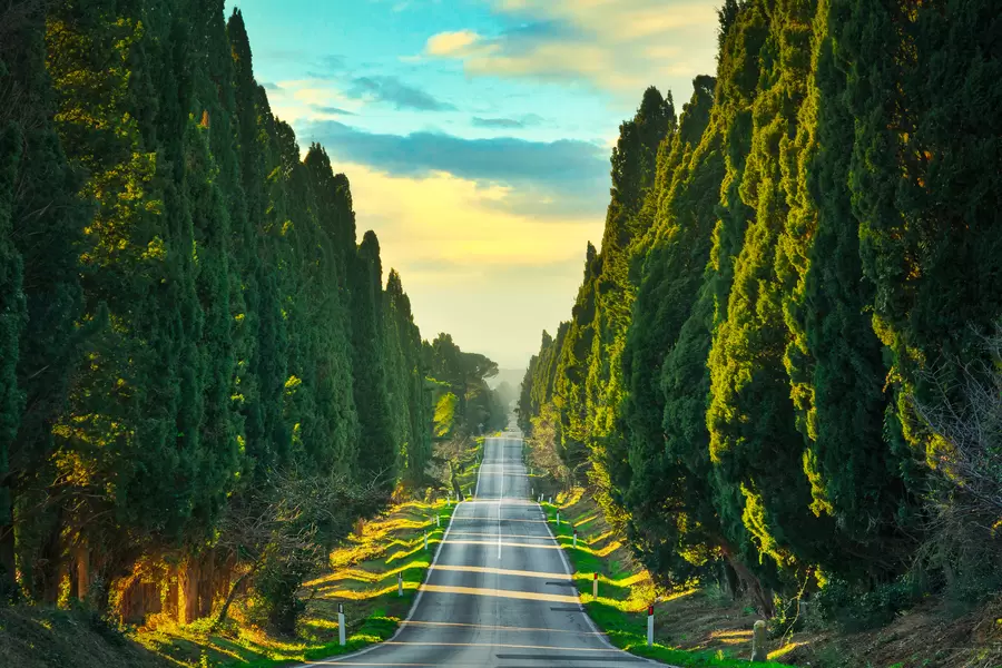 Bolgheri cypressgränd