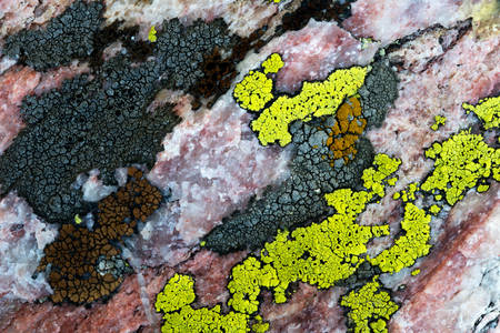 Superficie de roca con líquenes de colores
