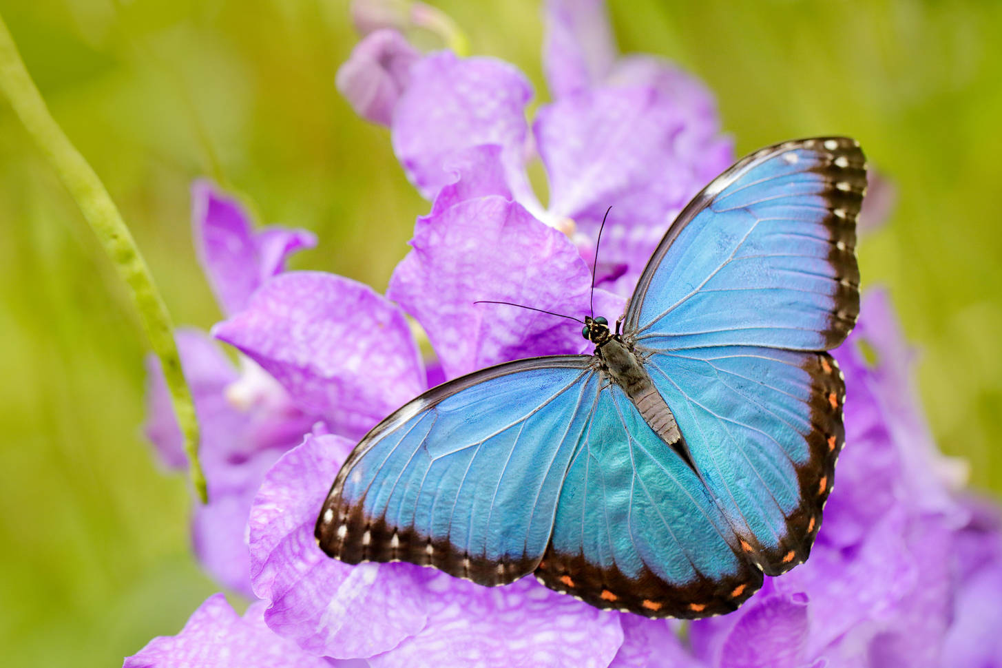 Лилия morpho pink фото и описание