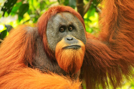 Sumatraanse orang-oetan