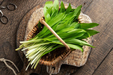 Leaves of wild garlic in a basket