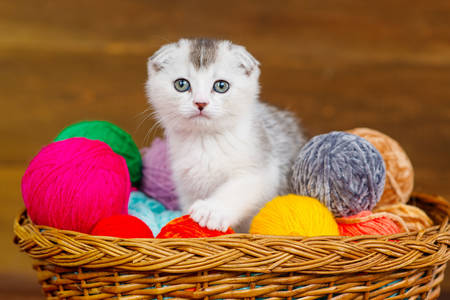 Kitten among colored balls