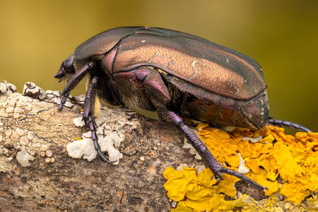 Gândacul pe o ramură
