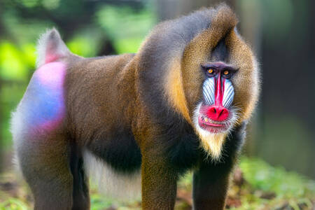 Maimuță mandrilă