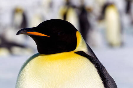 Retrato de pingüino emperador