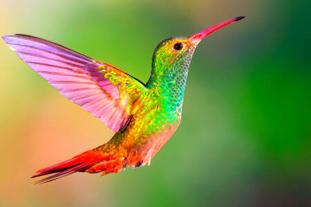 Pasăre colibri colorată