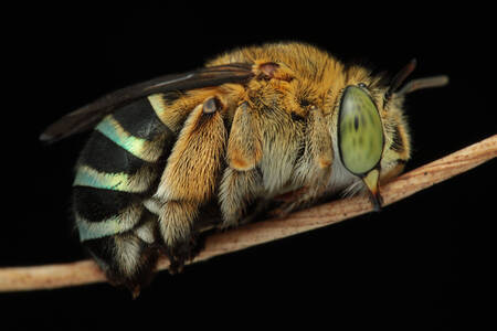Blue striped bee