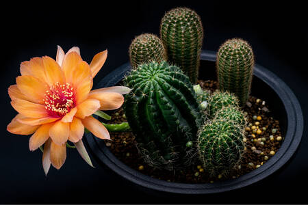 Kaktus z pomarańczowym kwiatem
