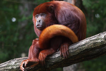 Red howler