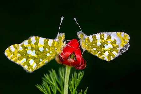 Bir çiçek üzerinde kelebek çifti