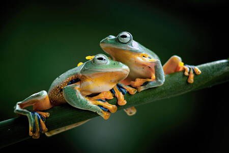 Two frogs on a branch
