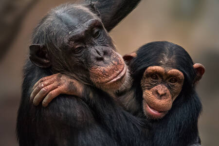 Chimpanzé com bebê