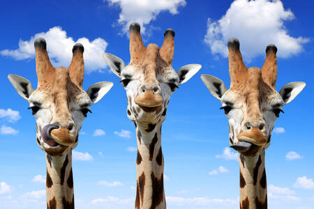 Tri žirafe