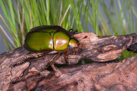 Escarabajo en la corteza de los árboles