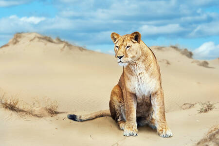 Löwin in der Wüste