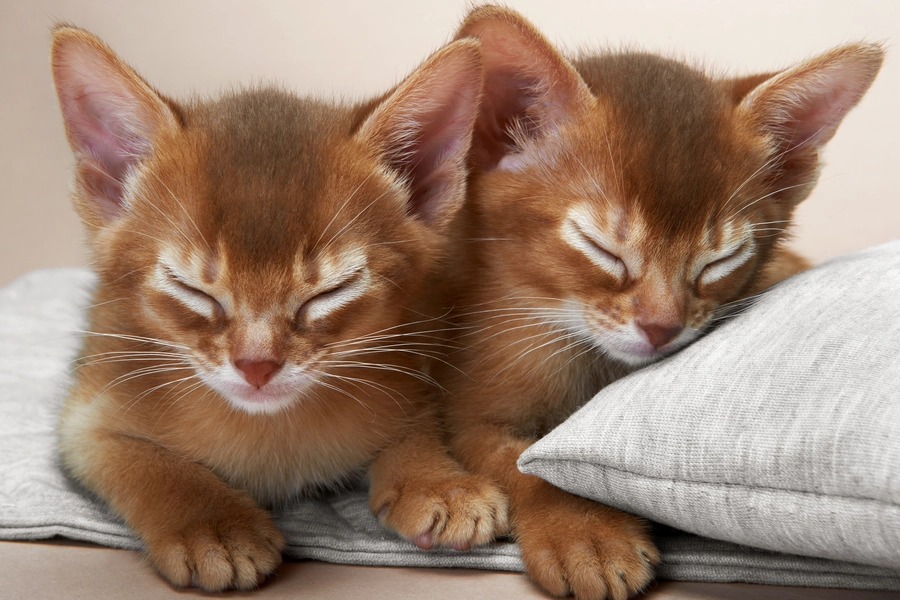 Abyssinian kittens