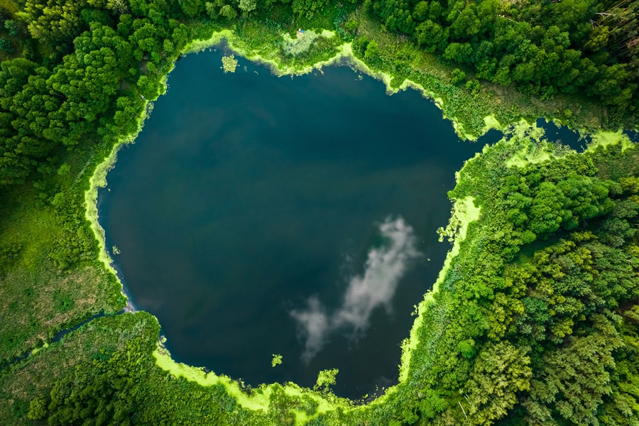 Lake in the forest