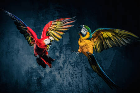 Dwie kolorowe papugi