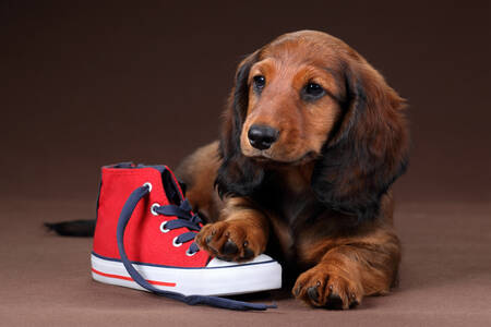 Dachshund puppy with a red shoe