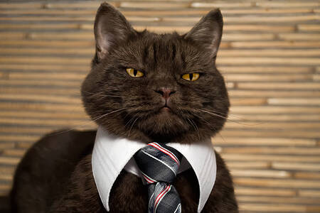 Kravatlı kedi